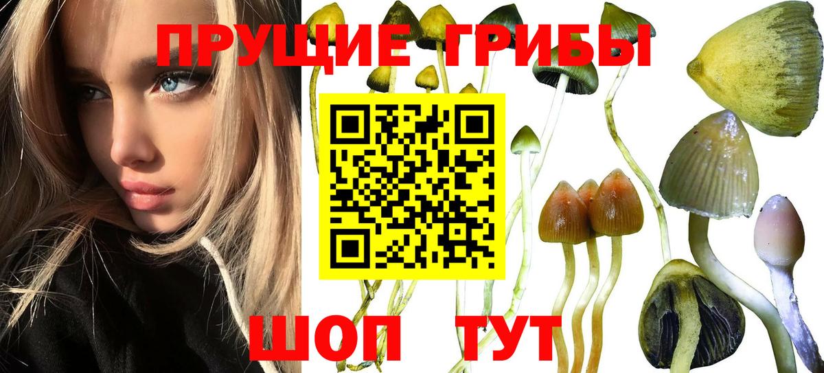 Баксан  Псилоцибиновые грибы Psilocybe  Вход с VPN 